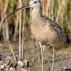 Long-billed Curlew